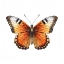 Picture of BUTTERFLY 48