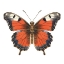 Picture of BUTTERFLY 49