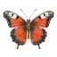 Picture of BUTTERFLY 49