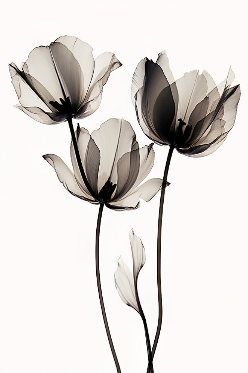 Picture of BLACK TULIPS 2