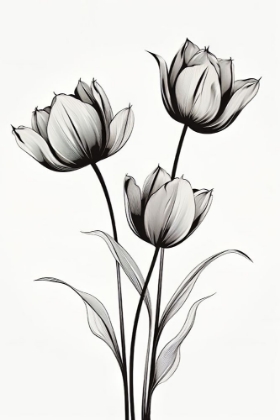 Picture of BLACK TULIPS