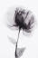 Picture of X RAY 3