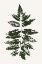 Picture of OAK LEAF PRINT (GREEN)