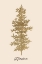 Picture of OH TANNEBAUM (GOLD)
