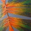 Picture of BUTTERFLY RAINBOW