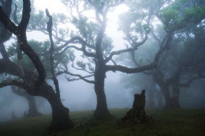 Picture of FAIRY FOREST