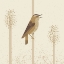Picture of SEDGE WARBLER