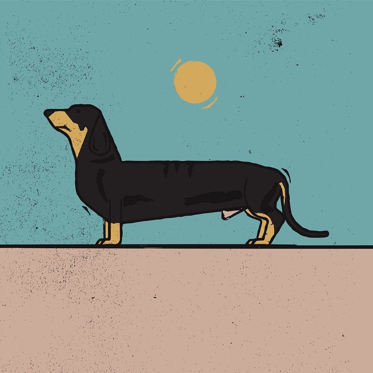 Picture of DACHSHUND