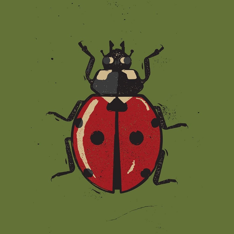 Picture of LADYBUG