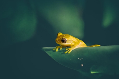 Picture of YELLOW TREE FROG