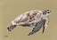 Picture of SEA TURTLE