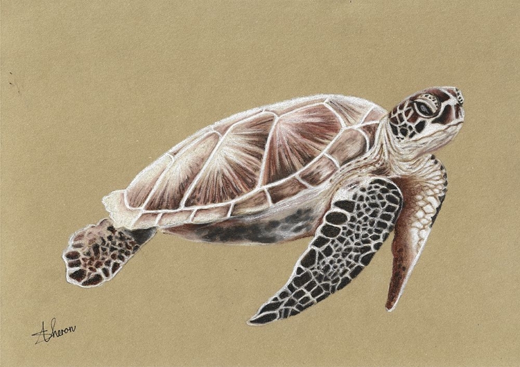 Picture of SEA TURTLE