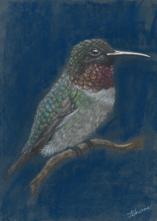 Picture of HUMMINGBIRD