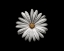 Picture of GERBERA