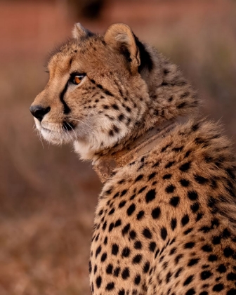 Picture of CHEETAH AT SUNSET