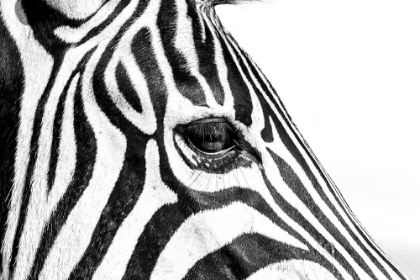 Picture of ZEBRA IN BLACK A WHITE