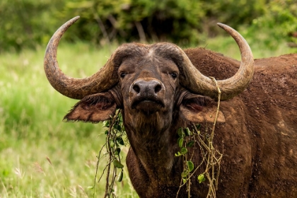 Picture of HIPSTER BUFFALO