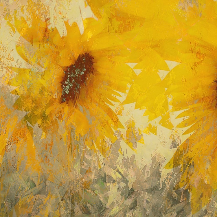 Picture of SUNFLOWER