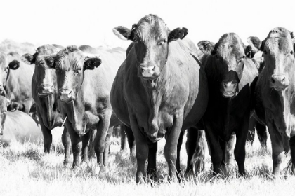 Picture of HERD IN BLACK A WHITE