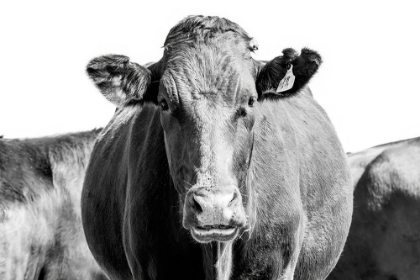 Picture of BONSMARA COW IN BLACK A WHITE