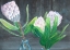 Picture of PROTEA