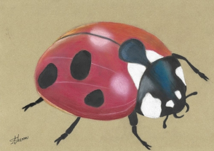 Picture of LADY BIRD