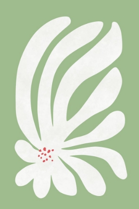 Picture of WHITE CHRYSANTHEMUM FLOWER