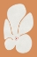 Picture of WHITE POPPIES FLOWER