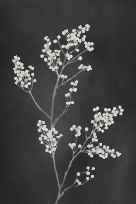 Picture of MONOGRAPH BLACK FLOWERS