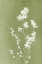 Picture of MONOGRAPH GREEN FLOWERS