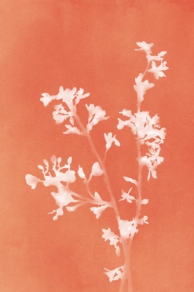 Picture of MONOGRAPH ORANGE FLOWERS