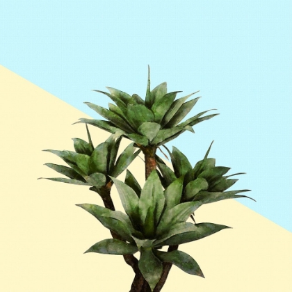 Picture of AGAVE 02