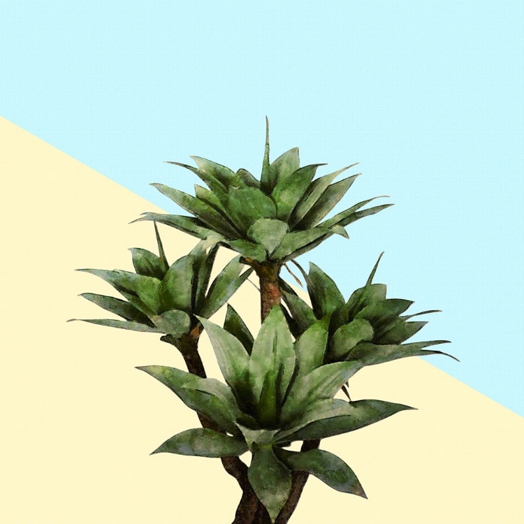 Picture of AGAVE 02