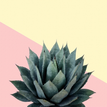 Picture of AGAVE 04