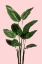 Picture of BIRD OF PARADISE PLANT ON PINK WALL