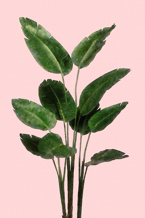 Picture of BIRD OF PARADISE PLANT ON PINK WALL