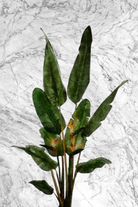 Picture of BIRD OF PARADISE PLANT ON MARBLE WALL