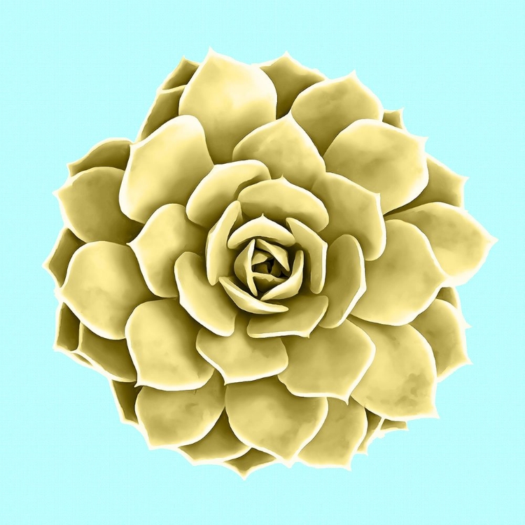 Picture of YELLOW SUCCULENTS ON TEAL