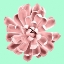 Picture of PINK SUCCULENTS ON TEAL