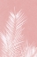 Picture of PALM LEAVES ON PINK SILHOUETTE II