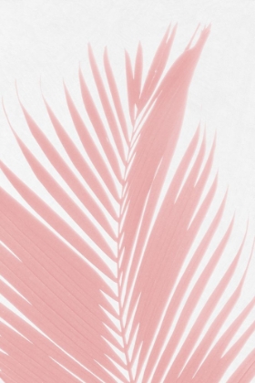 Picture of PINK PALM LEAVES SILHOUETTE