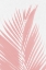 Picture of PINK PALM LEAVES SILHOUETTE