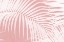 Picture of PALM LEAVES ON PINK SILHOUETTE IV