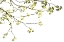 Picture of GREEN TREE FOLIAGE PHOTO I