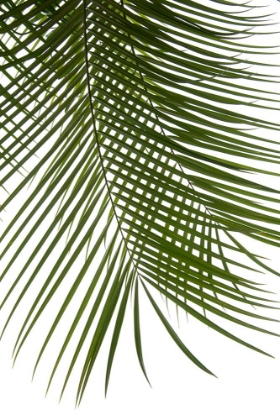 Picture of PALM LEAVES FOLIAGE PHOTO IV