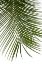 Picture of PALM LEAVES FOLIAGE PHOTO IV