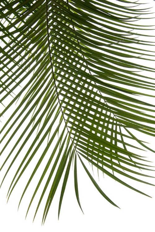 Picture of PALM LEAVES FOLIAGE PHOTO IV
