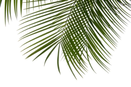Picture of PALM LEAVES FOLIAGE PHOTO III