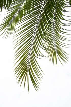 Picture of PALM LEAVES FOLIAGE PHOTO II