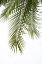 Picture of PALM LEAVES FOLIAGE PHOTO II
